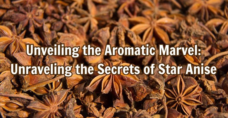 unveiling-the-aromatic-marvel-unraveling-the-secrets-of-star-anise