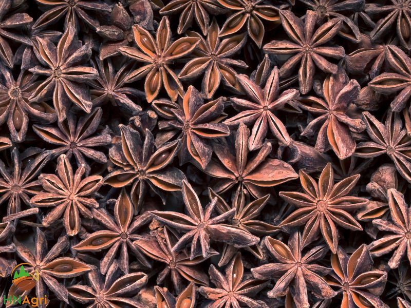 unveiling-the-aromatic-marvel-unraveling-the-secrets-of-star-anise-2